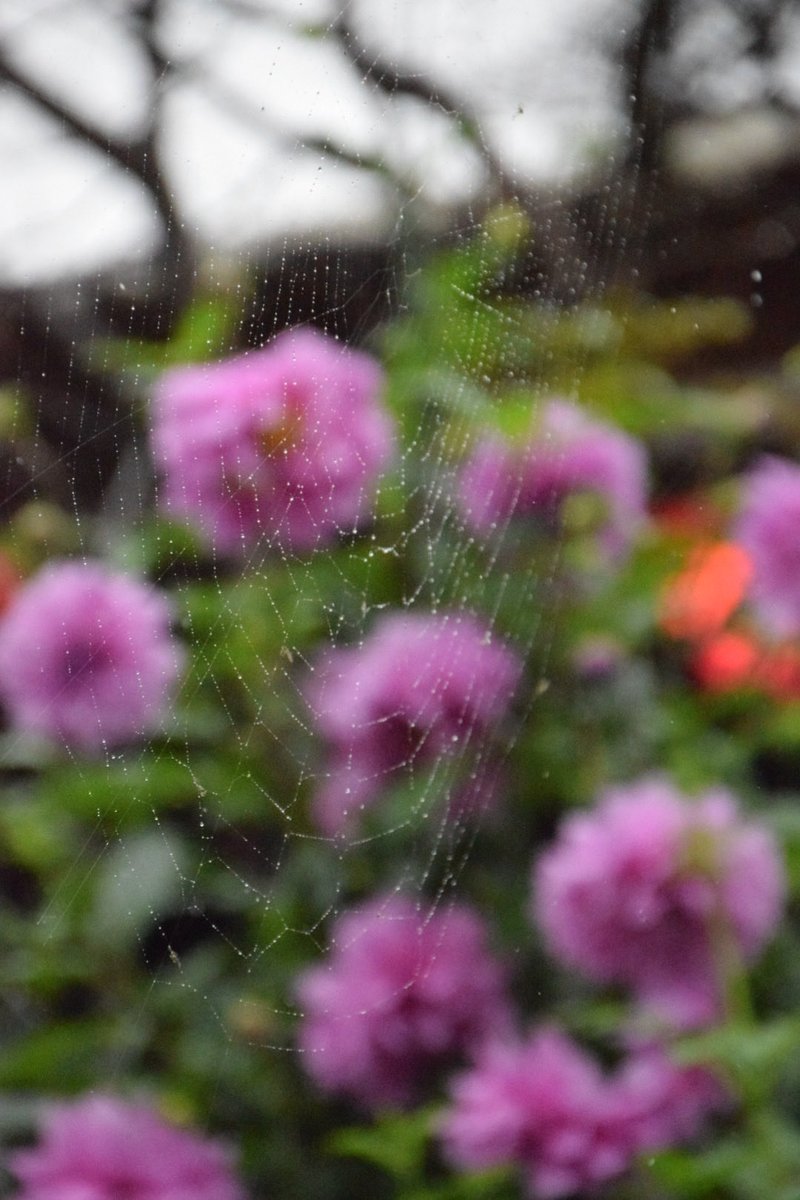 benkyusinasaine's tweet photo. ピントは 雨に濡れた蜘蛛の巣に合わせました

#幸手市権現堂公園
#nikon #d5300
#sigmaslens 
#marumifilter 
#nikonphotography 
#SpiderThread 
#私とニコンで見た世界
#japan #saitama 
#sattectiy 
#写真で伝えたい私の世界 https://t.co/oCLUOhsy2S
