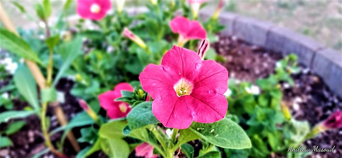 AndrewMasoud2's tweet photo. #NaturePhotography #Edmonton #flowerphotography #Canada https://t.co/HH3B41Lajk