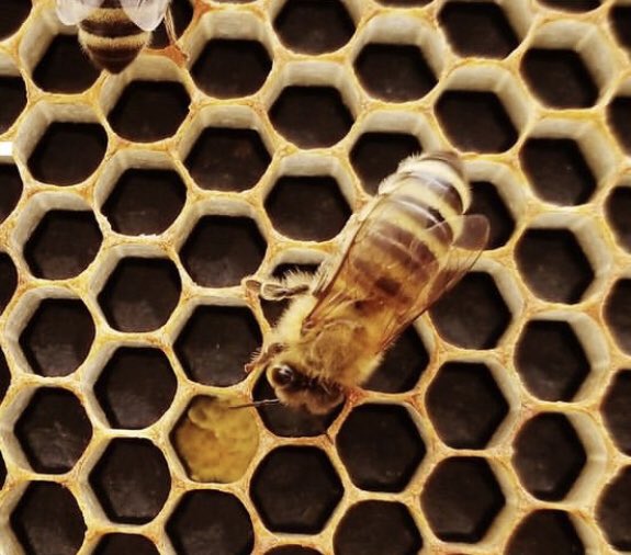 2600hx's tweet image. Like bees,
in a hive,
we #hexicans, 
are in 
a symbiosis
of action for a greater purpose. 

The colonies superior shared benefits, with #Tshare design  are expanding within #pulsechain into the #eth and larger #crypto market. @RichardHeartWin