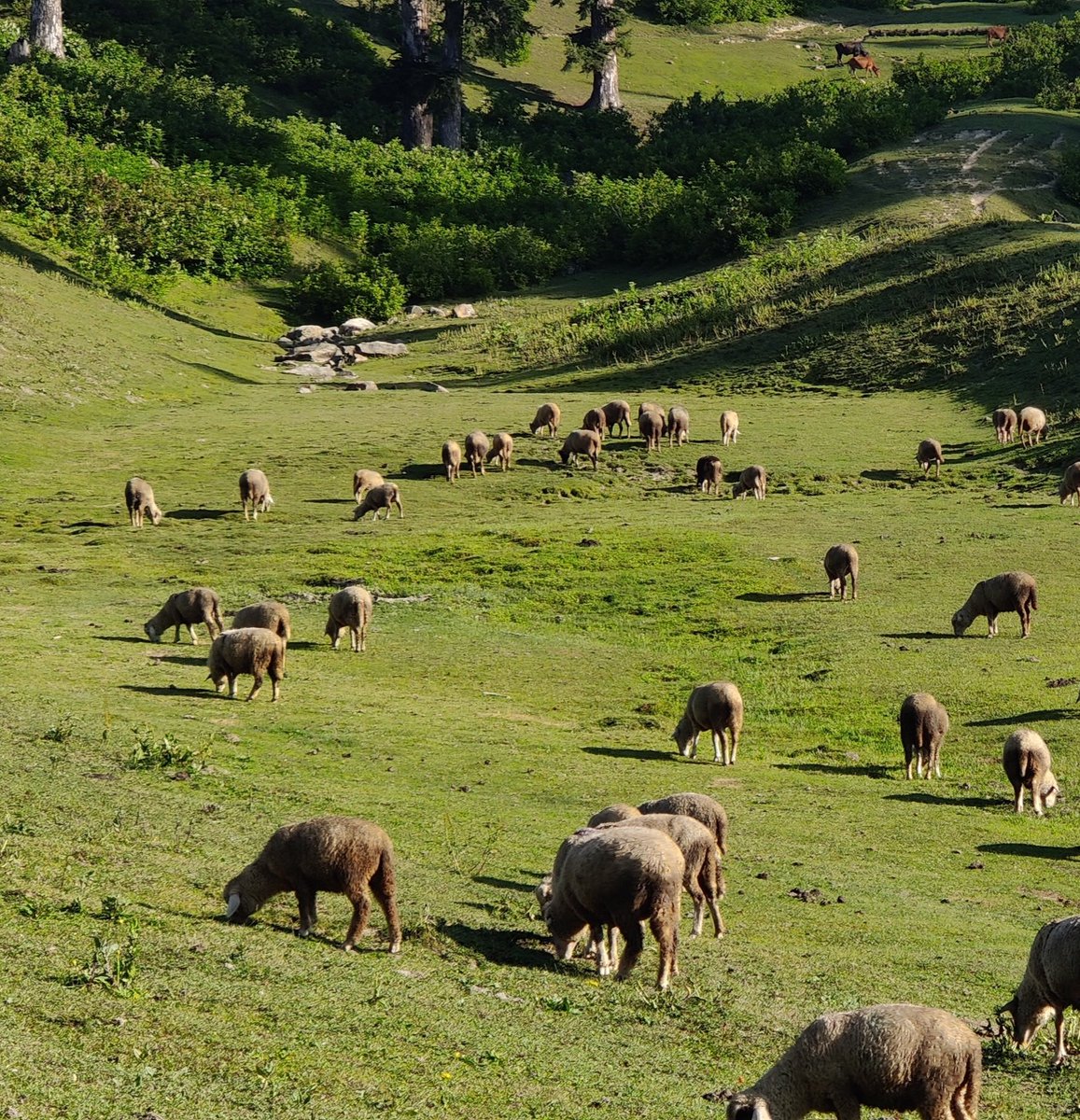 The herder guides his sheep;
They huddle by mute,
As follows some magic flute;
Countless sheep and more,
Across the green pasture floor;
As though a world of long ago.

#poetry #WritingCommunity #fishtanklive #fridaymorning #MonacoGP #xayoocup #brucespringsteen #NationalSorryDay