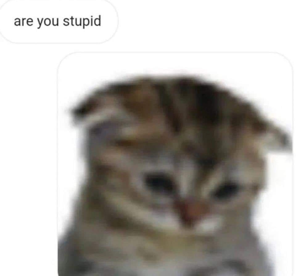 cats who share one braincell (@catbraincell) on Twitter photo 