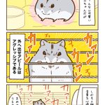 ケージを齧ることに夢中になりすぎて･･･!可愛すぎるハムスター漫画!