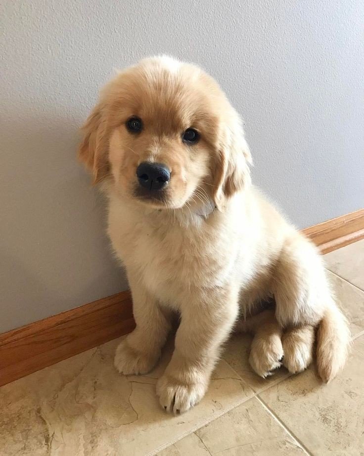 𝓓𝓸𝓰𝓰𝓸 𝓓𝓮𝓵𝓲𝓰𝓱𝓽 🐶 (@petpalsunite) on Twitter photo 