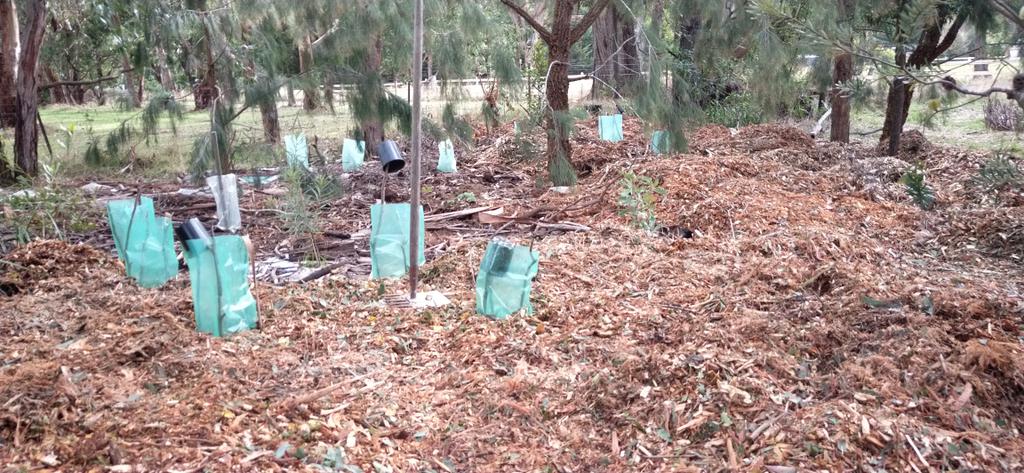 Kerrit Bareet birdbath cam tweet media