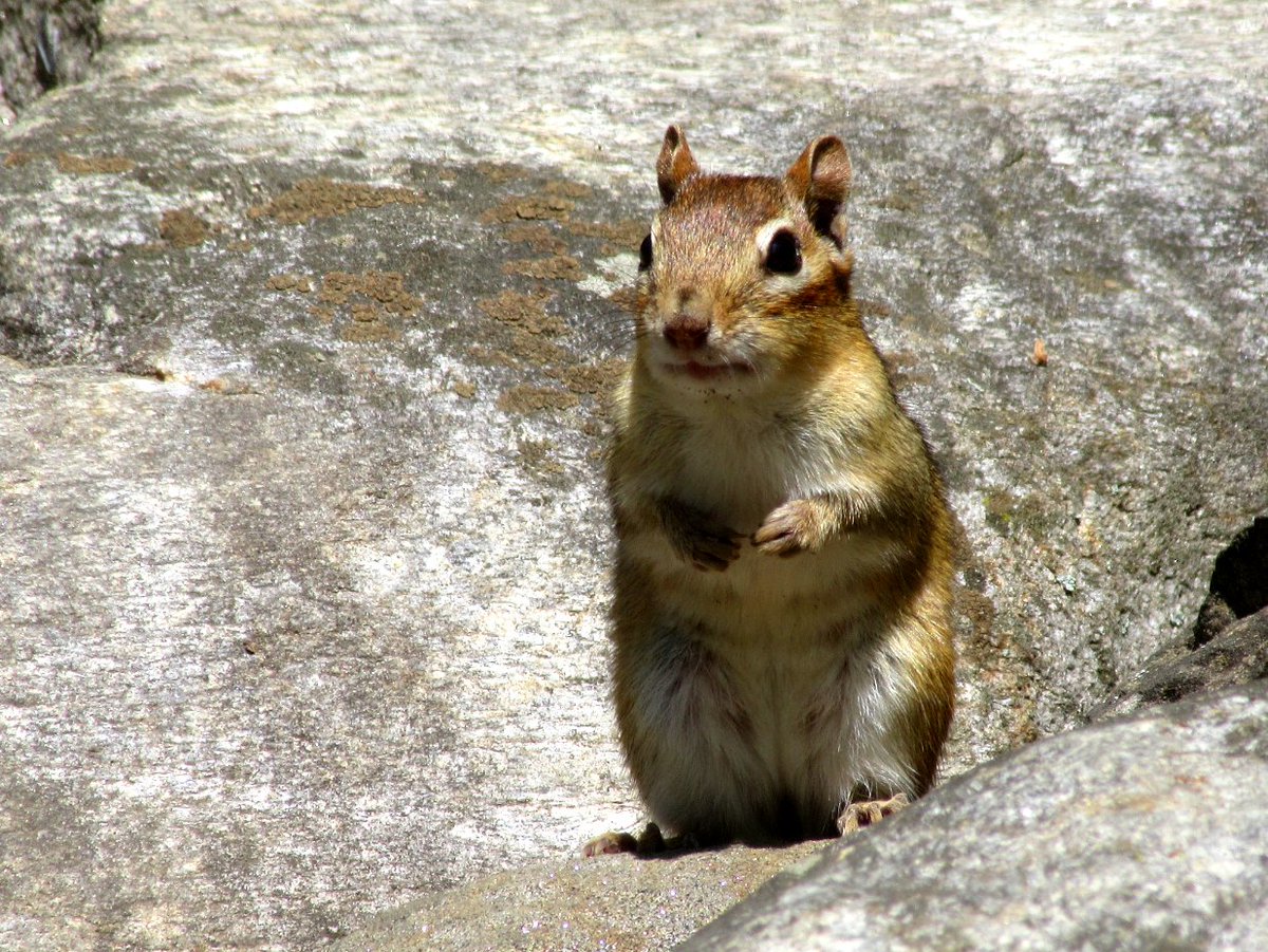 Safigirl17's tweet photo. If ever I feel sad, chipmunks cheer me up. ๐ฟ๏ธ๐
#ChipmunkScrolling https://t.co/MlWcWelXU6