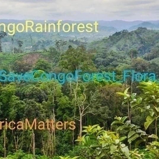 SaveCongoRainforest Day 1172

#SaveCongoRainforest 
#SaveCongoForest_Flora_Fauna🌴🦍 #AfricaMatters #IndigenousLivesMatter 
@SaveCongoForest 

In Solidarity with @vanessa_vash and 
@Remy_Zahiga

The Congo Rainforest is vital in the fight for climate and social justice!
❤️☮️🌍🌏🌎