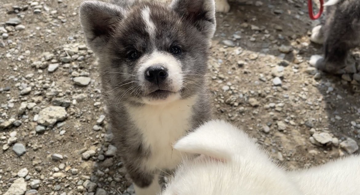 ryuukaen1's tweet photo. クロアズキと名前をつけました。
アズキ🫘ちゃん性格可愛いです🤗

#秋田犬 https://t.co/egTCkv1Z41