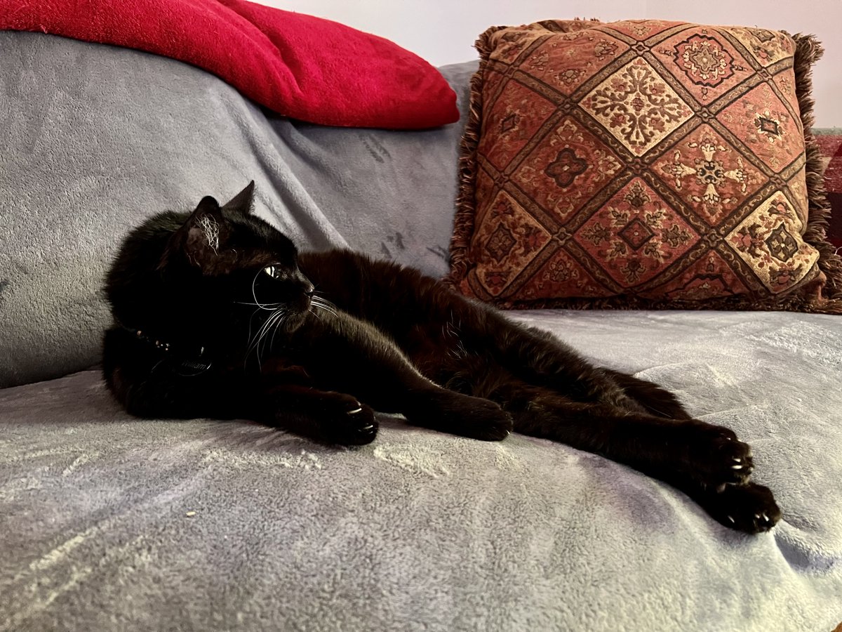 inkspiral's tweet photo. Happy weekend!  May your food bowls be overflowing and all your blankets be cozy. https://t.co/PAAsx8NrCk
