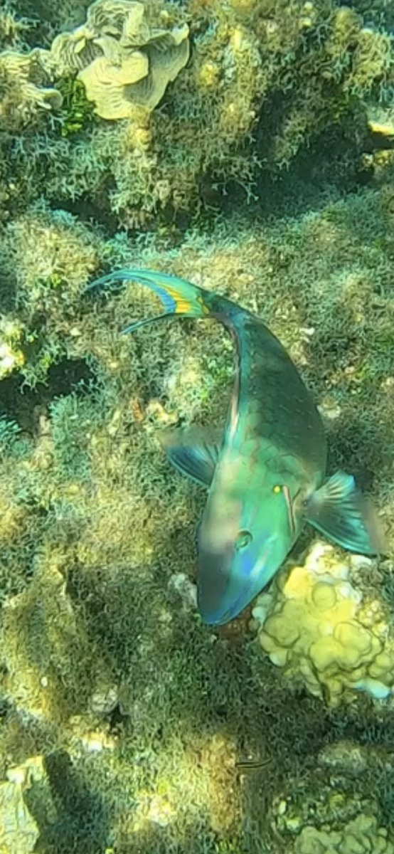 MrsRossclass1's tweet image. If you never put your head under the sea you have no idea what you are missing! This is a parrot fish. Coolest fish I have ever seen!