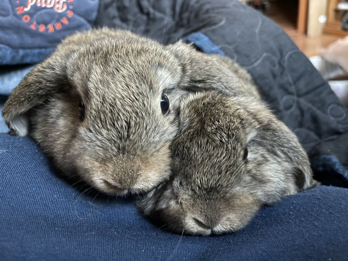 SDFARMNET's tweet image. Fur babies!!!