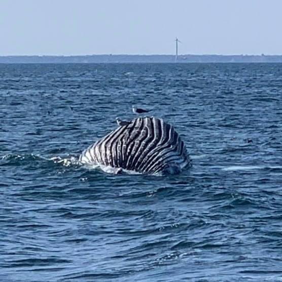 Enough!

5/26 Long Island

#OffshoreWind is doing significant harm to the biodiverse ocean environment 

#stoporsted at the #jerseyshore
 
#savethewhales