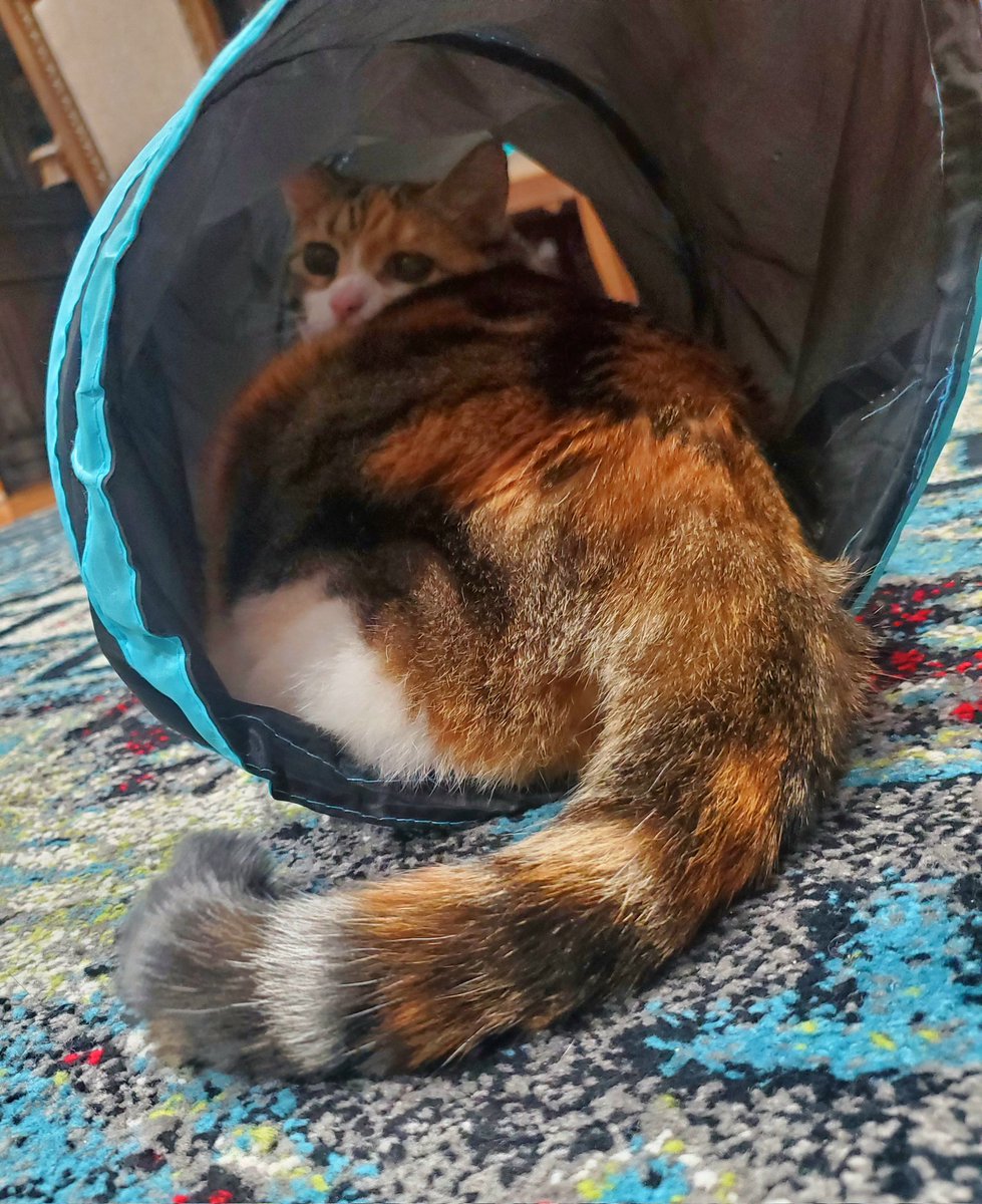Tube full of cat.