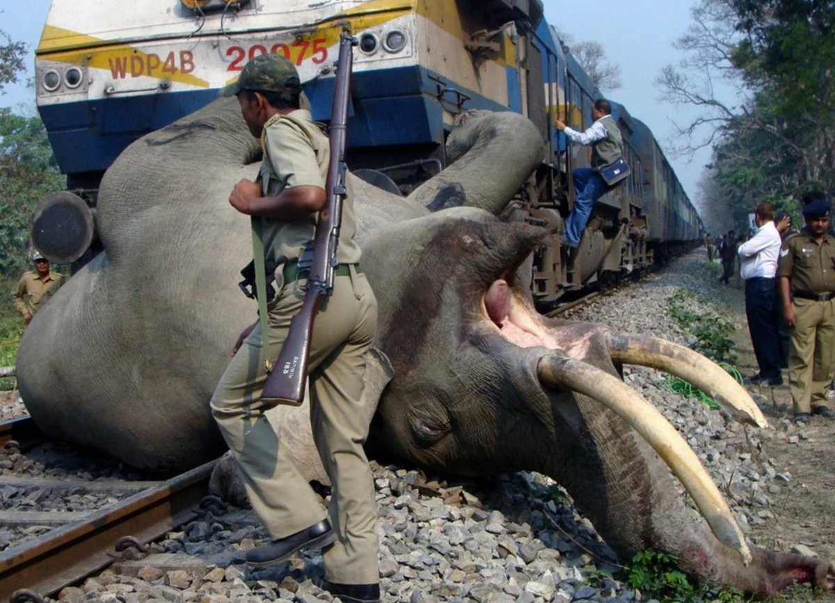 1160 🐘🐘 killed between 2010 & 2020. 186 killed on the deadly #IndianRailways #Odisha #ElephantGraveyard #StopElephantKillerTrains🇮🇳 @AshwiniVaishnaw @byadavbjp @moefcc @PMOIndia @narendramodi @cmo_Odisha @Naveen_Odisha #wakeupIndia 🇮🇳