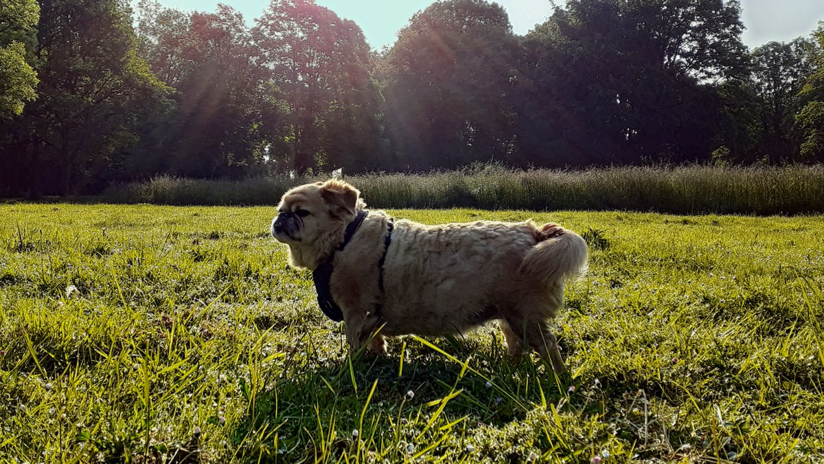 #dogphotography #dogsofinstagram #dog #dogs #hundeliebe #dogsofinsta #photography #instagram #hundefotografie #love #dogslife #doggo #Gina