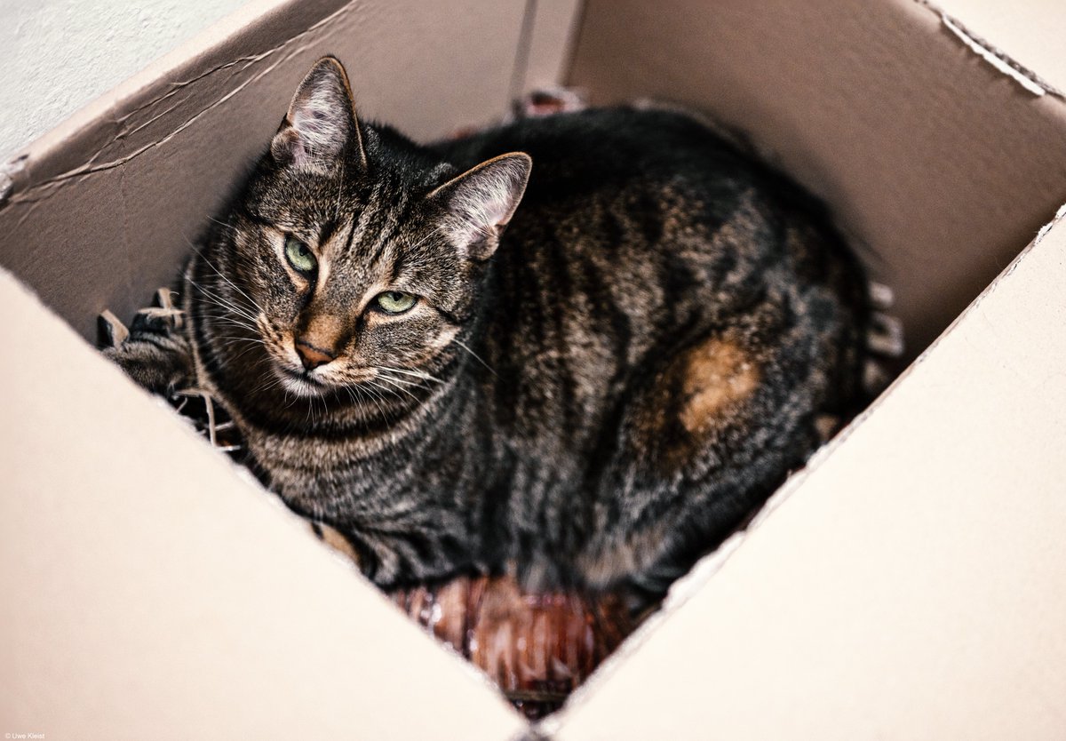 Good morning! Angry or not?

#CatsOfTwitter #Cats #fürSusu