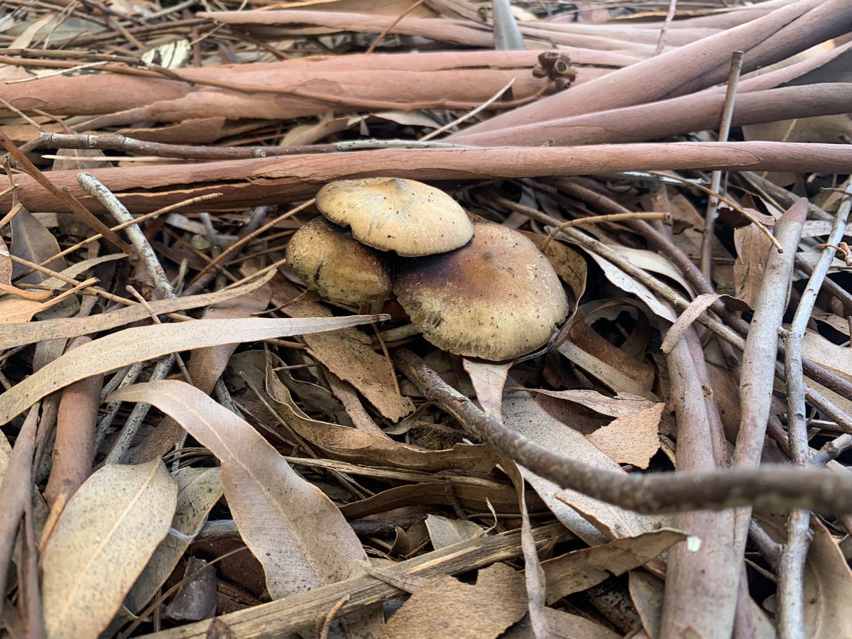 Baden Hicks tweet media