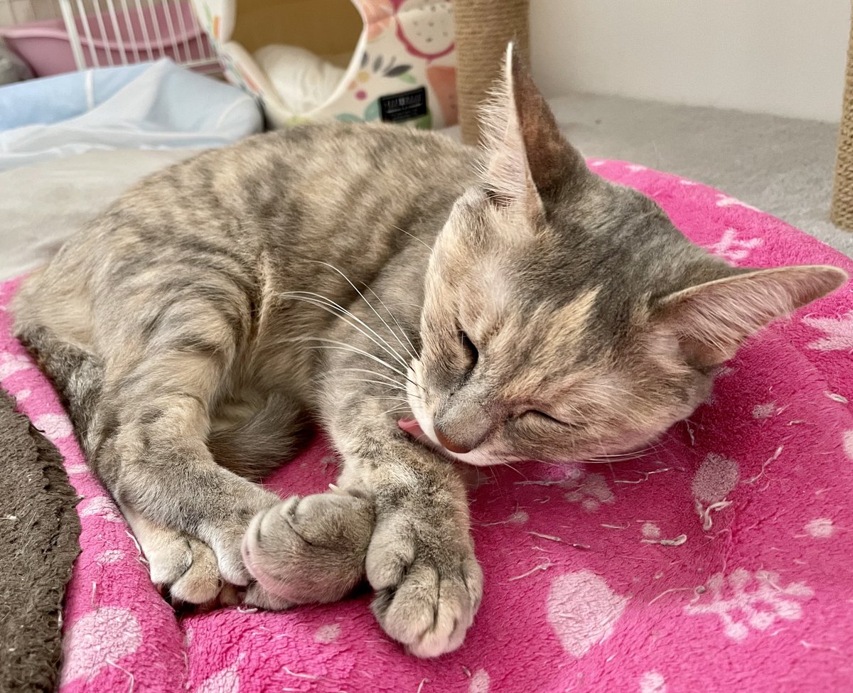 dnoboken's tweet photo. おやすみ前に毛づくろいをする ねずちゃん🐈 https://t.co/NaELEzGs8y