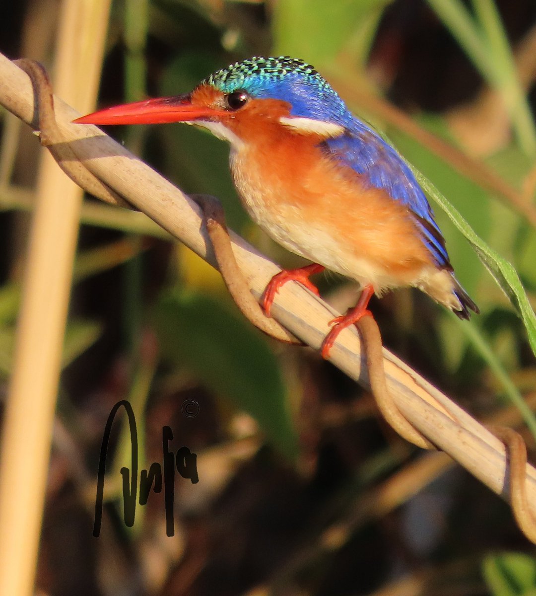 #Malachite #Kingfisher Beautiful little birds. #photography #nature #wildlife #outdoors #goedemorgen #birdwatching #BirdsSeenIn2023 #Chobe #Botswana #Africa #MagicalBotswana Have a wonderful weekend