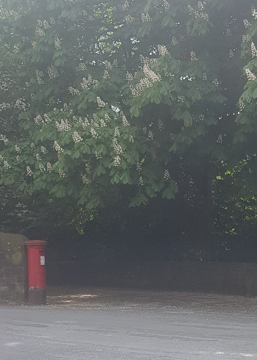 #PostBoxSaturday post box & a magnificent canopy of chestnut tree candles. Binn Road, #Marsden #WestYorkshire