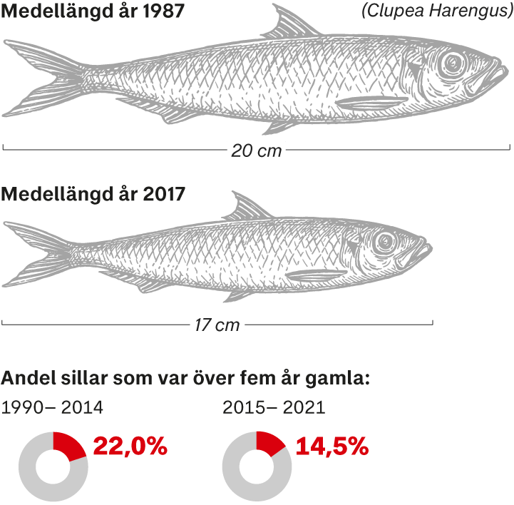 Mikael Delin (@mikaeldelin) on Twitter photo Ett litet antal familjeägda fartyg står för nästan all sill som fångas i Östersjön. Samtidigt som trålarna blir allt större, blir fisken allt mindre. Ny serie av <a href="/LisaRostlund/">Lisa Röstlund</a> och <a href="/OlssonHedberg/">Kristina Hedberg</a>. dn.se/sverige/nara-s… Ett litet antal familjeägda fartyg står för nästan all sill som fångas i Östersjön. Samtidigt som trålarna blir allt större, blir fisken allt mindre. Ny serie av <a href="/LisaRostlund/">Lisa Röstlund</a> och <a href="/OlssonHedberg/">Kristina Hedberg</a>. dn.se/sverige/nara-s…