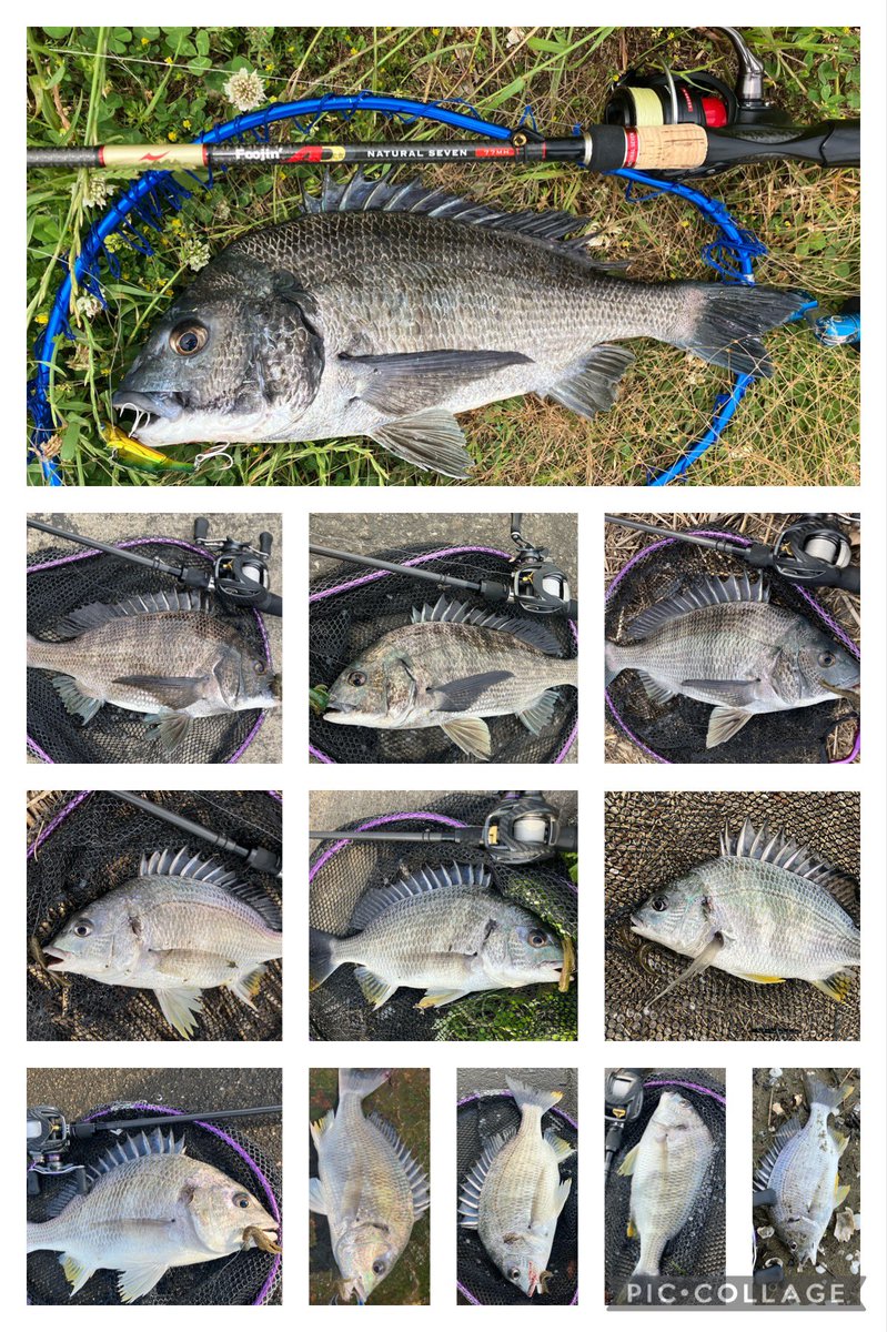 ta_chin_bream's tweet photo. 朝からご近所をウロウロ🎣 クロダイ4、キビレ8の計12枚キャッチ。真夏先取りで真っ黒焦げ日焼けww
#クレイジーフラッパー #ハリーシュリンプ #バザーズワームシンカーTG #トレイシー15 #鉄板バイブレーション #FoojinAD #NATURALSEVEN77MH #スティーズSVTW #PROTOROD #APIA https://t.co/abxpnNkiWh