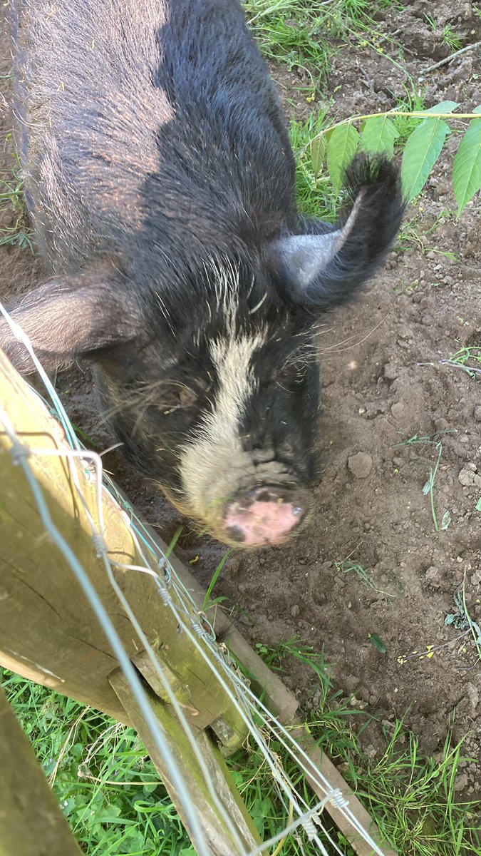 Yesterday I was invited to present the Soton Citizens’ Assembly project by the Green Network and I discovered the city farm and the great work done on social prescribing. Wonderful place and wonderful energy solinked.org.uk/green-network