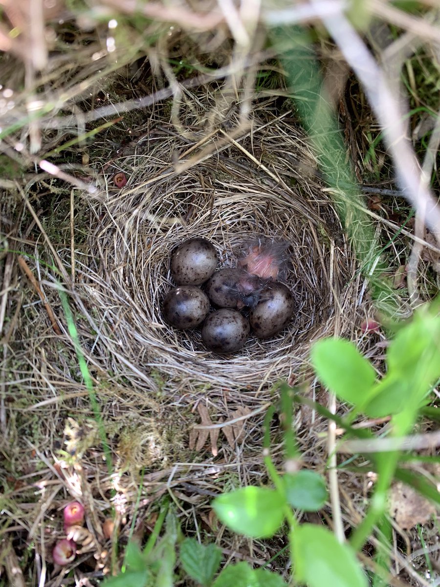 SorbusRock's tweet photo. Tree pipit from earlier in the week. https://t.co/pkkFc45Y9N