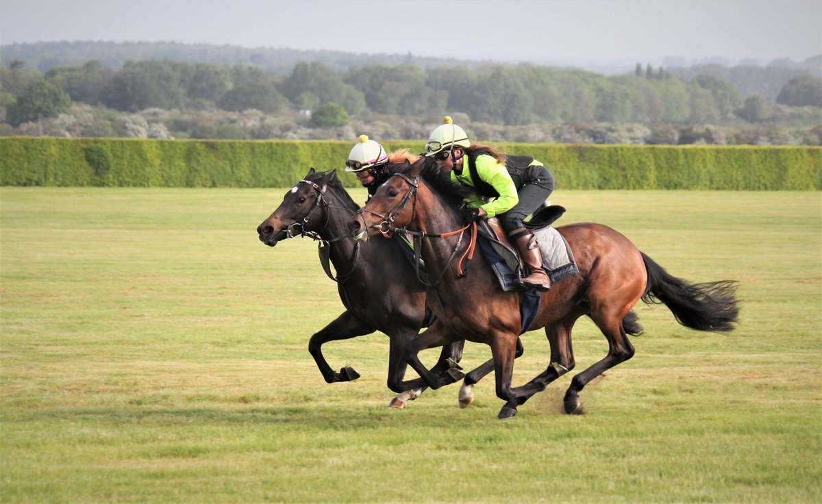 Hold Your Horses Racing tweet media