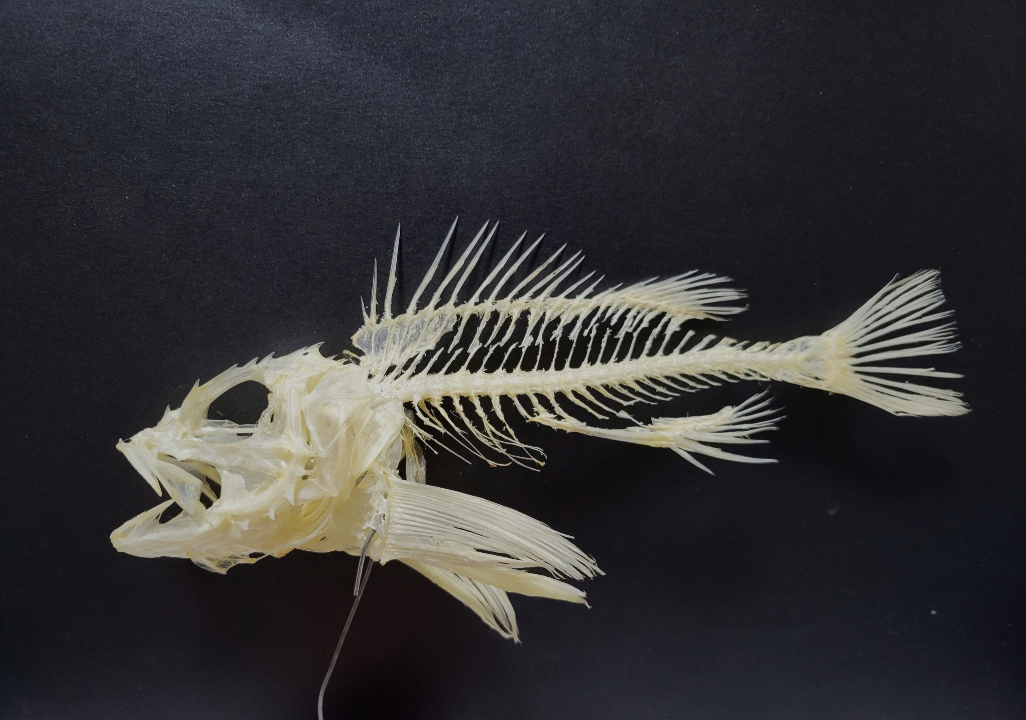 魚の骨格標本 その28 シマガツオの仲間｜いぞらど