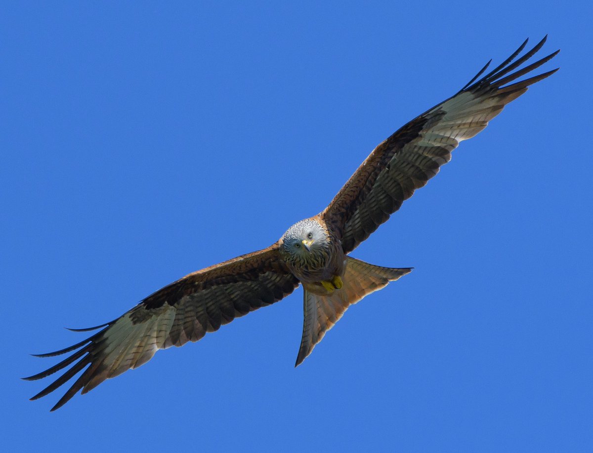 Kite flying today!