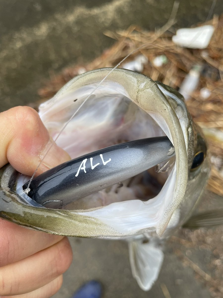 namatamanama's tweet photo. プロトタイプもお世話になりました♪♪ 🙏☺️
#seabass
#RoughStyle
#BellyFlat https://t.co/cIZ0c7hqmu