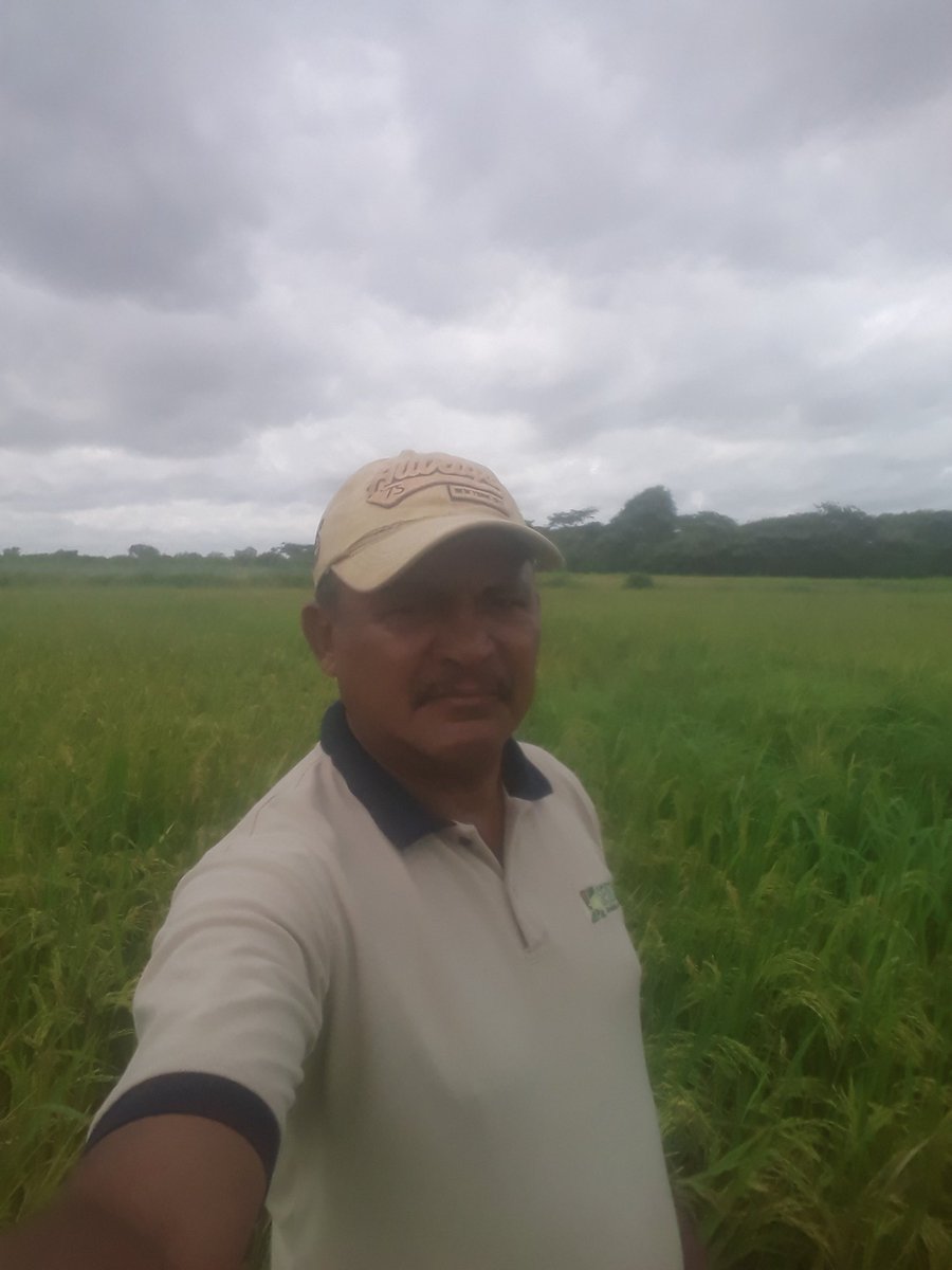 Buenos días bendiciones aquí en el SRRG,Calabozo Guarico ya con más de la mitad de la pdccion en los silos antes de ayer anunció una empresa de renombre nacional que el precio para el arroz paddy húmedo es 0.42  excelente porque no lo hicieron al inicio de la zafra no son tontos