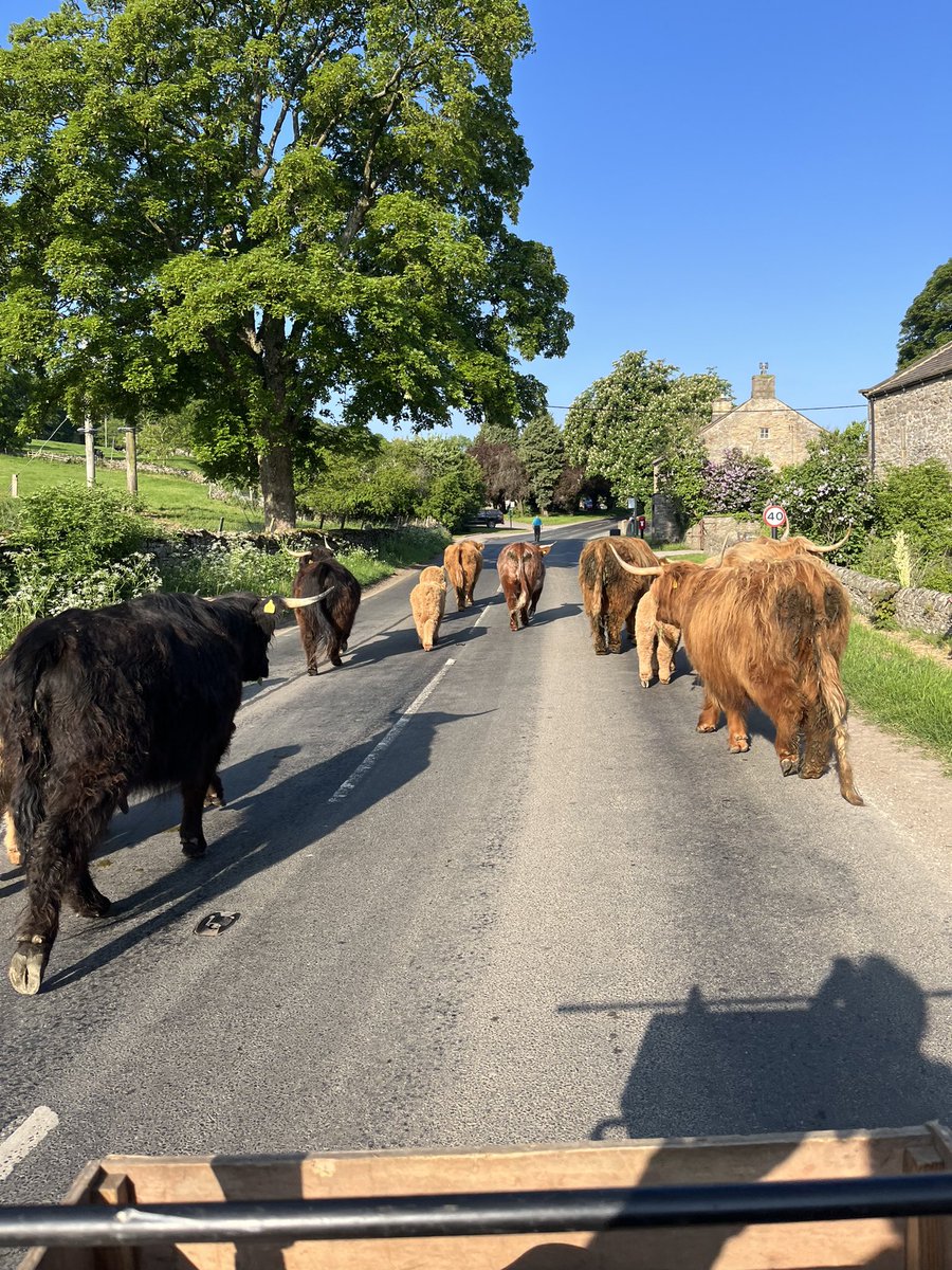We’ve started our #bankholiday weekend off with a bang rounding up our escapologist #HighlandCows at 7.30 this morning! They’ve got the most marvellous weather for their day trip out, though! 😂🐮☀️ #Wensleydale #YorkshireDales #FarmLife #FarmTour #FarmExperience #SaturdayVibes