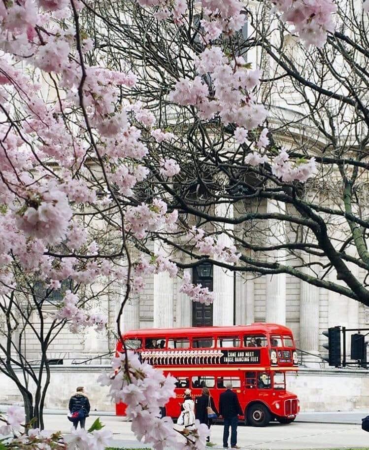 Experience the enchantment of spring in London and the grandeur of St. Paul’s Cathedral. Immerse yourself in the city’s artistic and cultural treasures. #SpringInLondon 🌸