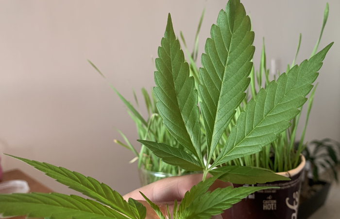 El desconocimiento de las diferencias entre cannabis y cáñamo a nivel legal y regulatorio ha afectado el crecimiento industrial en torno a esta planta

➔ myp.re/8wb