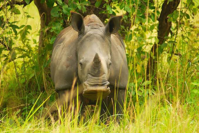 Ziwa Rhino Sanctuary Costs Per Person EAC UGX

Park Entrance 10,000
Rhino Tracking 20,000
Nature Walk 20,000
Bird Watching 20,000
Shoebill 20,000

@OlPejeta @savetherhino @RhinosIRF