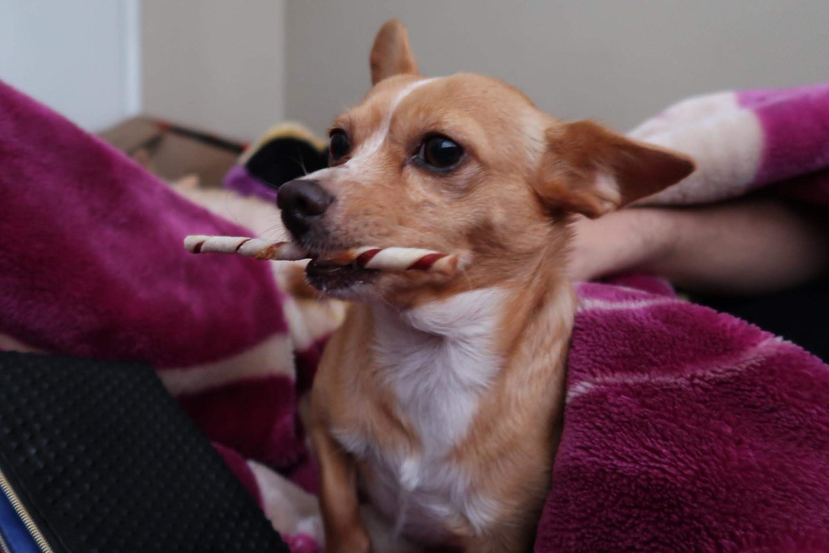 AntonioReyesTx's tweet image. I Miss You Sophie, Coco, Chicorita, Jolene &amp;amp; All Of You. A Few Days &amp;amp; Years Turned Yor Memories Into My Strength.
#PowerOfLove #HumanMagic #Witch #MagicExposed #SecretMagic #PowerTools #TheLittleMermaid Type Of Vibe #SpiderVerse #MultiverseOfMadness
#John 🧹🕸️👻🎃🧬🎁🔮🐾❄️🌹🎶🌏