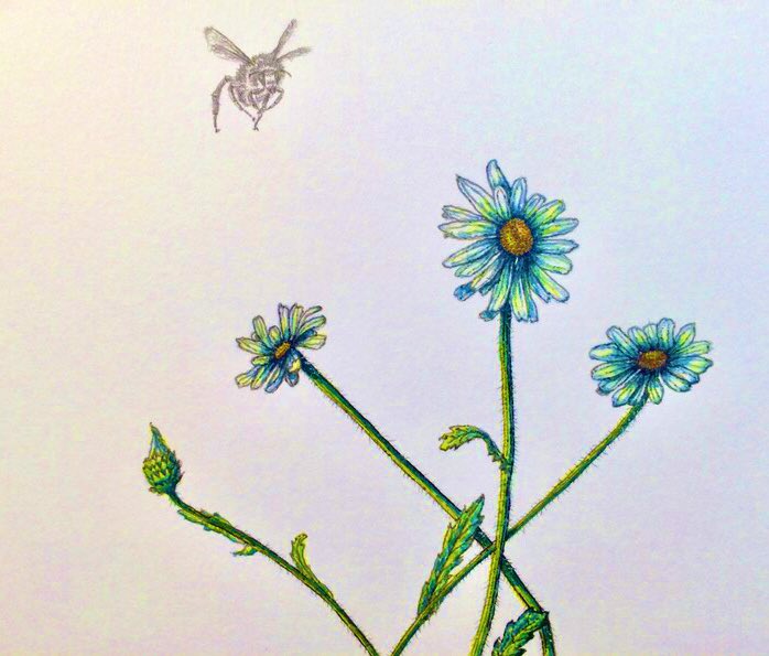 Leave your daisies to grow this summer. Your pollinators will love you for it. etsy.com/uk/listing/105…