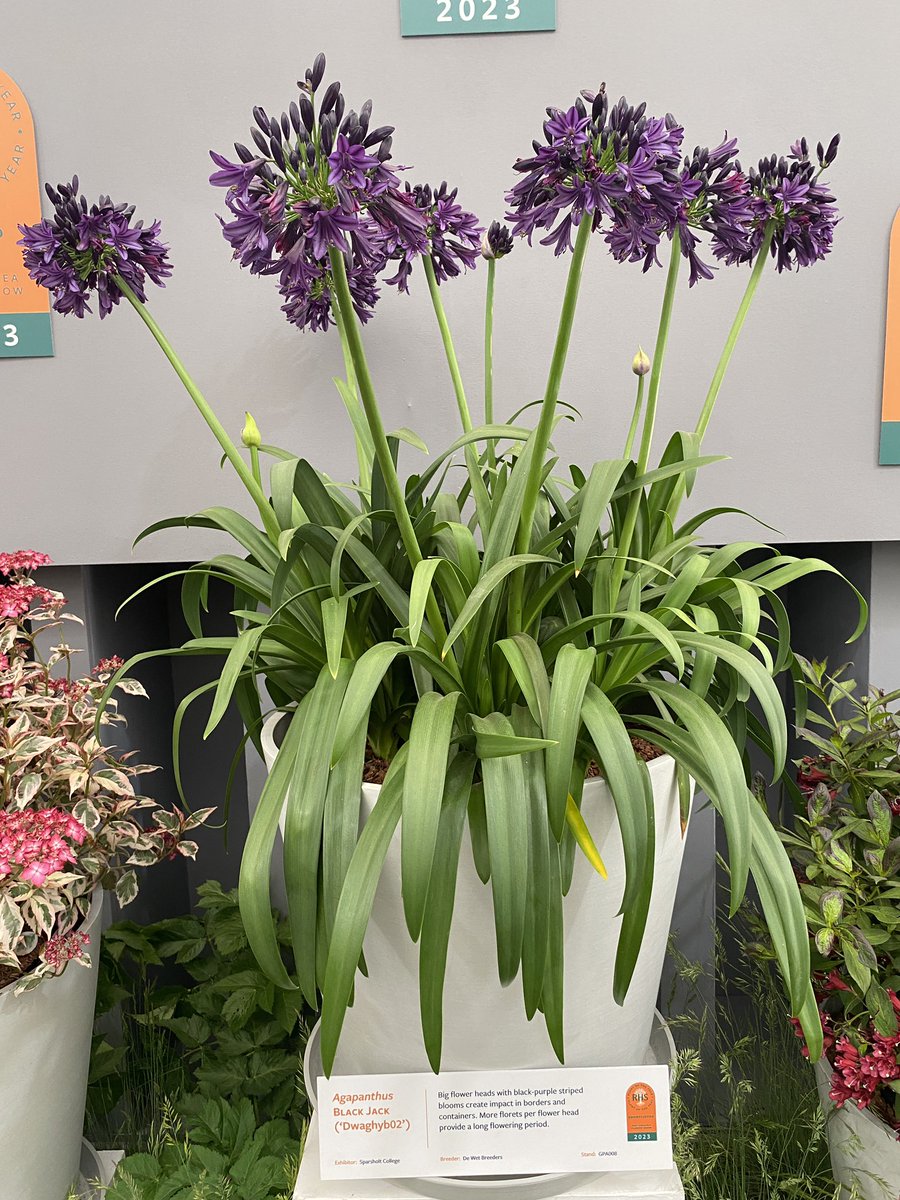 …and the RHS plant of the year award goes to an Agapanthus named Black Jack.