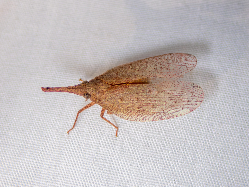 Today we bring you a visitor to 📸@cobaltducks in South Australia, a Lantern Fly 'Rentinus dilatatus'  visiting one of his moth sheets.
record 163936194 on @inaturalist 
#biodiversity #citizenscience