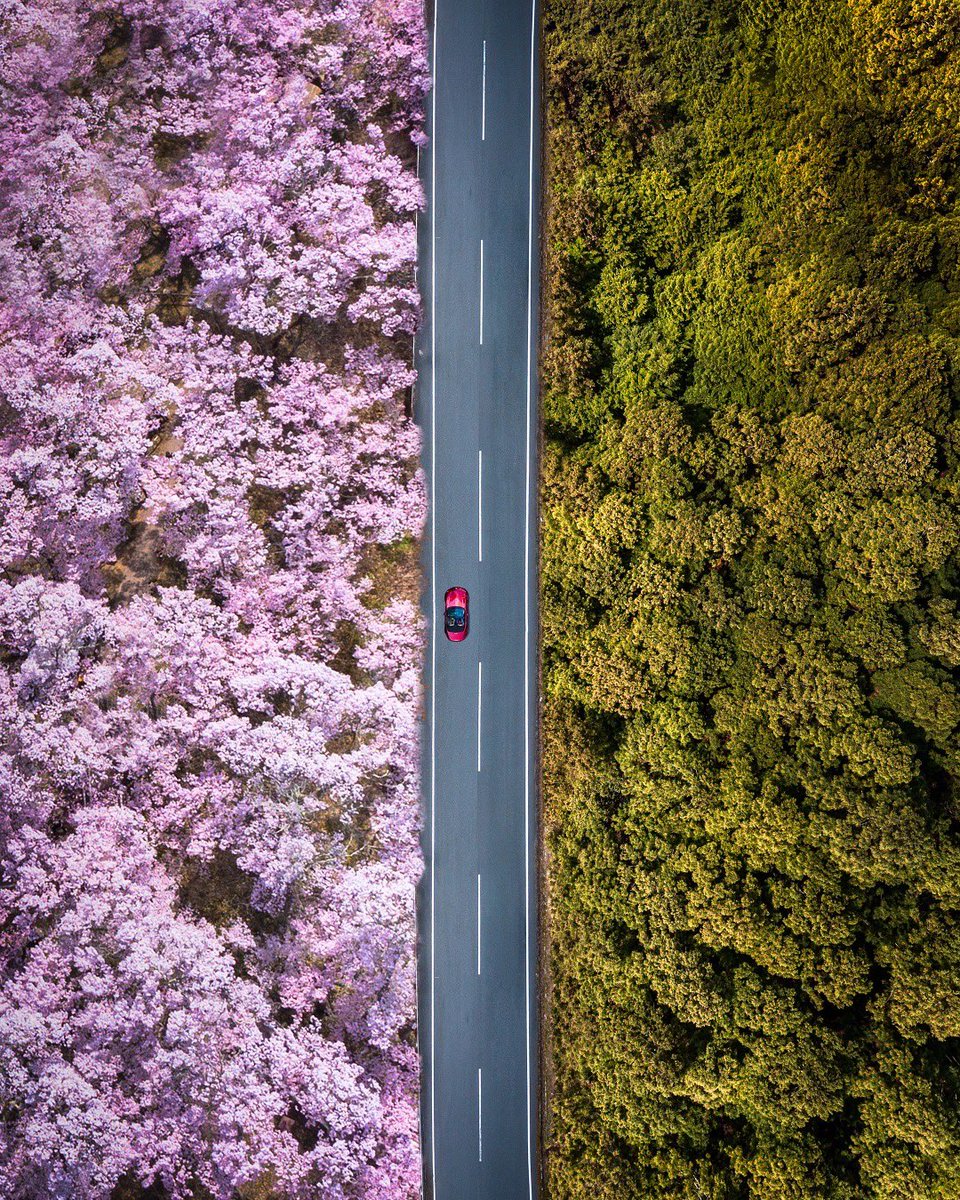 Perfect Sakura Road! 🌸🚗🌲 #sakura #sakuranara #sakuraseason #sakurawonders #sakurajoy #visitnara #visitjapan #japantourisme #canonsakura #canonjapan #sakuratree #桜 #旅 #幸せ #日本旅 #sakuratree #spring #sakuraspring #mountainsakura #sakuraforever #cherryblossoms #cherryblossom