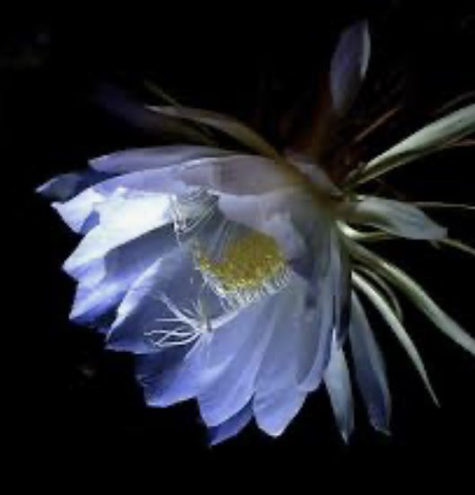 lissomeness of blooms
in graceful night unfolding
lady of the night

#vss365 #lissome 
#haiku 
#WritingCommunity