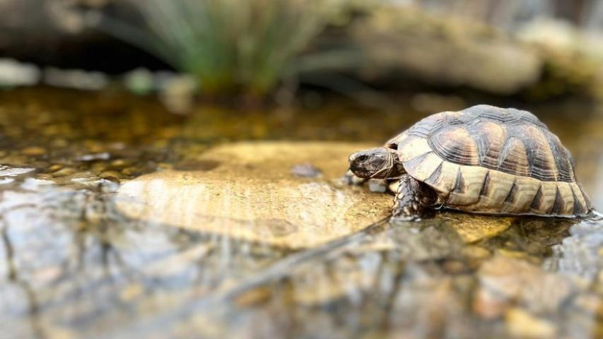 landschild's tweet photo. von Gabi West

Wer Landschildkröten hat, kennt das Problem mit der Wasserversorgung. Man hat eine Ansammlung an Schalen, Untersetzern oder ähnlichem, die entweder leer sind, weil die Sonne sie austrocknet oder ein besonders dusseliges Exemplar unser

https://t.co/pr1zYNJDbt https://t.co/UqCJBs45dX
