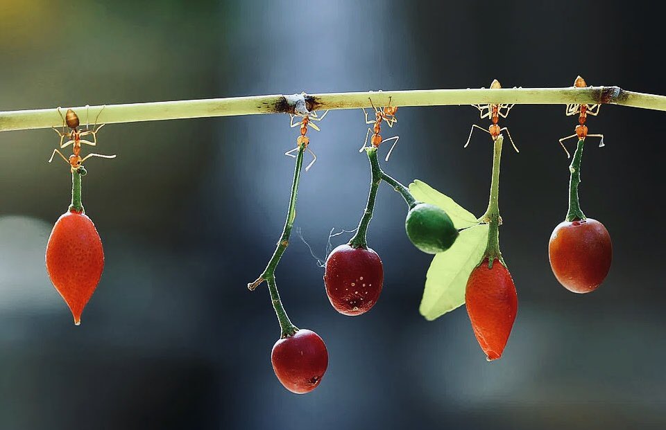 microscopicture's tweet photo. ants carrying chili peppers https://t.co/9yv19hd70O