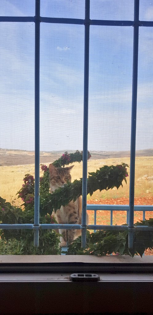 لا استطاعت القصائد احتواء الحب، ولا كان للصور أن تنقل بإخلاص ما رأته العين من جمال.