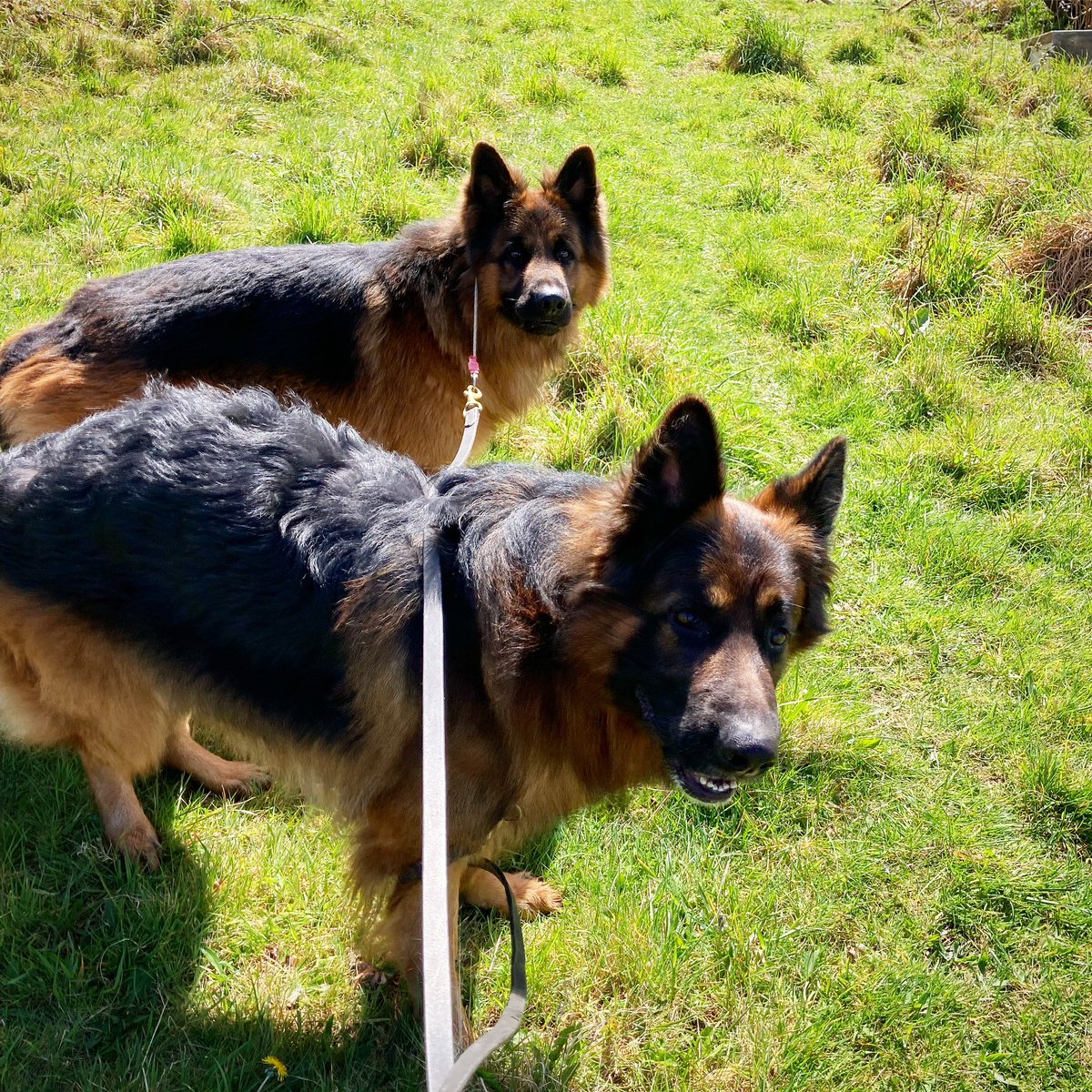 The boys 

Duke & Rossi 🖤 🧡 

Have a great weekend, everyone 😃

#TeamK9X #dogtraining #dogtrainer #dayout #gsd #isleofman