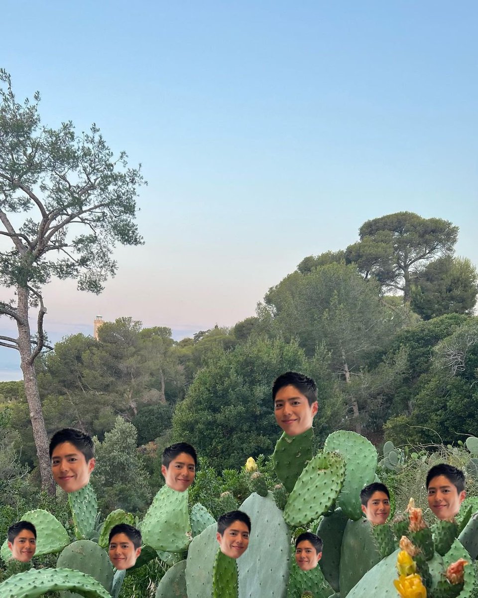 imnamepbg's tweet photo. Bogum's Cactus 🌵💚 https://t.co/NuxORnqvf1