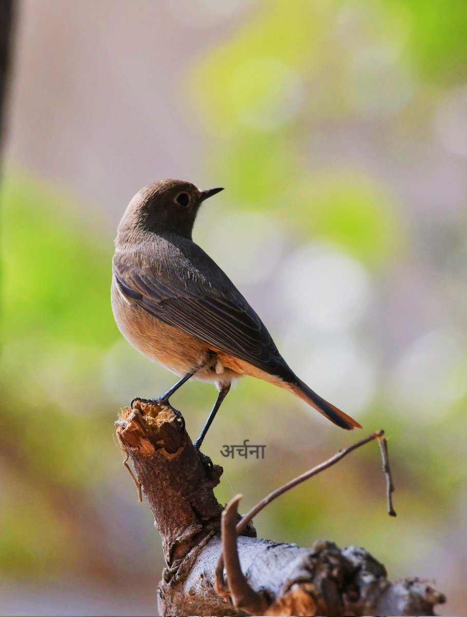 The look 👌😍 black Redstart🖤❤️🤎#indiaves #IncredibleIndia #birdphotography #birdwatching #BirdsSeenIn2023 #BirdsOfTwitter #BBCWildlifePOTD #birding #NaturePhotography #natgeoindia #IndiAves