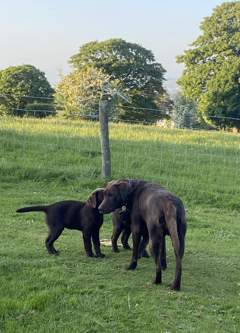 HazelJRoberts's tweet photo. Just two male puppies available now ❤️❤️ https://t.co/jPiTmiYqnc