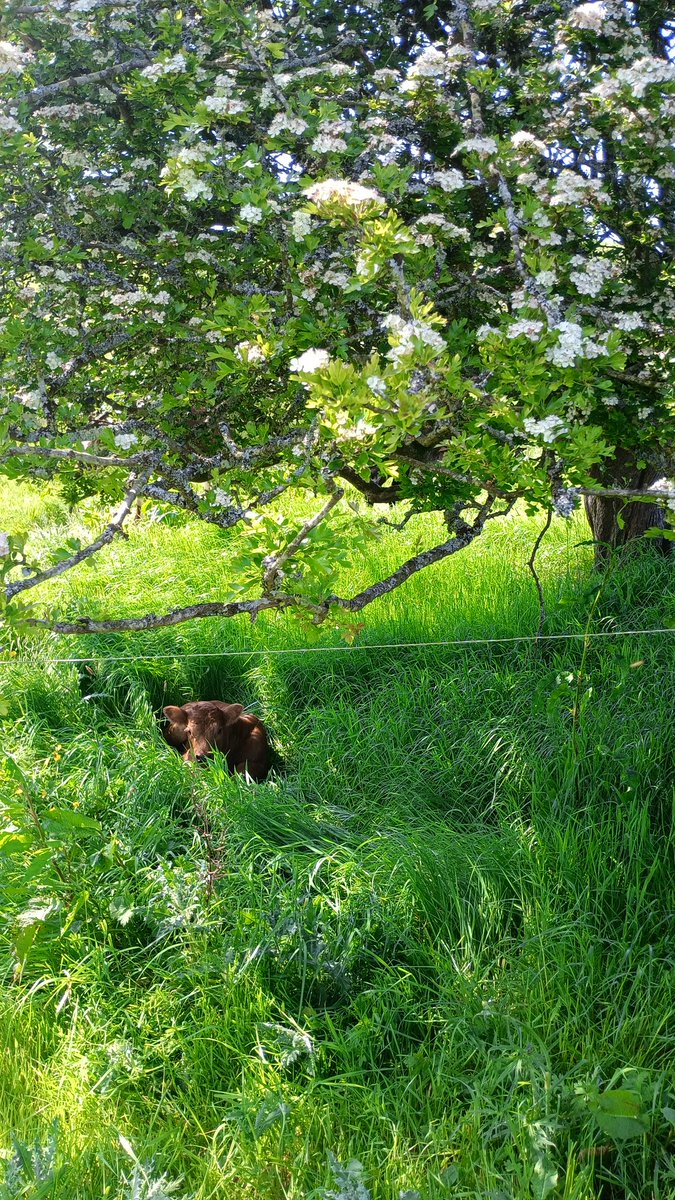 A few days old and she already knows lying in the shade of this beautiful old hawthorn is the best spot to hang out in any kind of weather! #agroforestry #holisticplannedgrazing #holisticmanagement #restandrecovery #shelterandshade